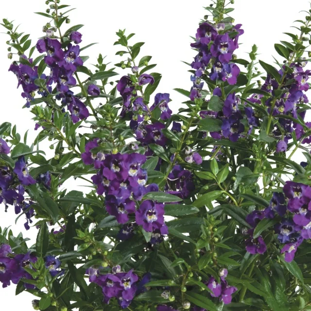 Alonia™ Angelonia (Angelonia angustifolia) displaying dense spikes of deep purple flowers with white centers, growing on multiple upright stems with narrow green foliage, shown in full bloom to demonstrate mature flowering habit and color intensity.