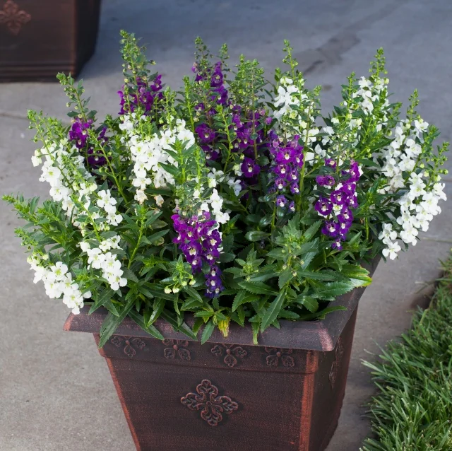 Alonia Angelonia (Angelonia angustifolia) in a decorative dark container, displaying upright spikes of small white and deep purple flowers with bright green foliage, showing mature flowering size for mixed container plantings.