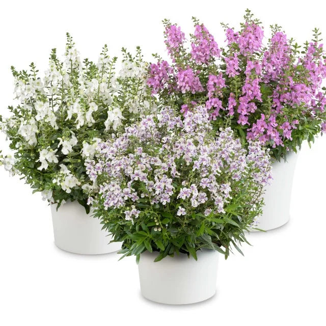 Three potted Alonia Angelonia (Angelonia angustifolia) plants in white containers, displaying full mounds of narrow-leafed foliage with upright flower spikes in white, lavender, and bright pink. Shown in full bloom to demonstrate mature size and color range in container gardens.