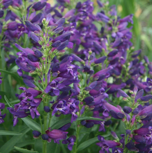 Rock Candy® Purple Beardtongue, Penstemon barbatus 'Novapenpur' PP