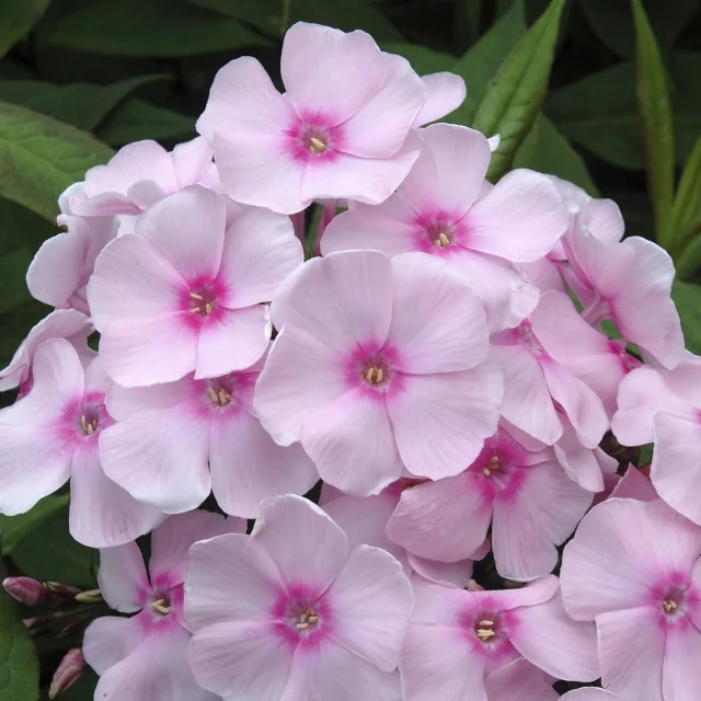 Close-up of Sweet Summer™ Sensation Garden Phlox (Phlox paniculata 'Sensation') showing pale pink five-petaled flowers with hot pink centers clustered densely together, surrounded by green foliage, demonstrating the plant's abundant summer blooms.