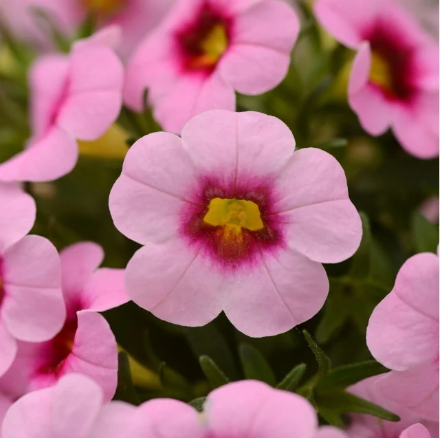 Close-up of Conga Pink Kiss calibrachoa flower with soft pink petals and deep magenta-red throat surrounding a yellow center, multiple blooms visible in background, demonstrating the variety's distinctive bicolor flower pattern.