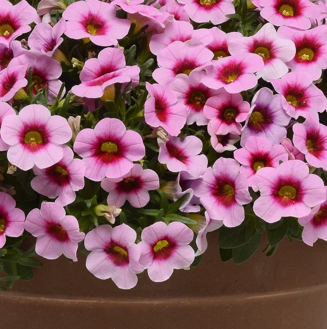 Conga™ Calibrachoa 'Pink Kiss' in full bloom, displaying masses of soft pink flowers with deep magenta centers and yellow stamens in a container, showing mature flowering stage for garden display.