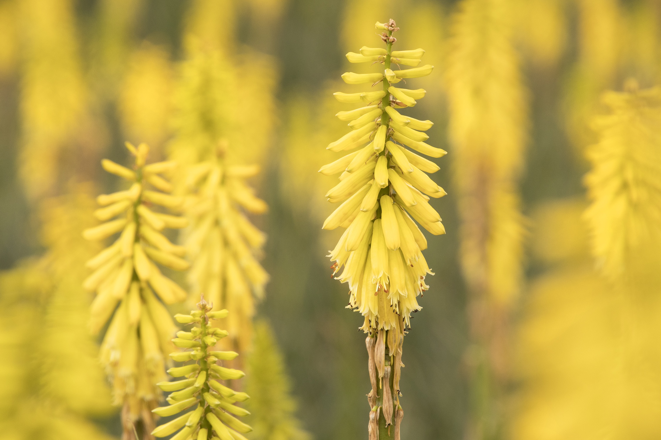 Lemon Popsicle Dwarf Poker, Kniphofia hybrid 'Lemon Popsicle' PP