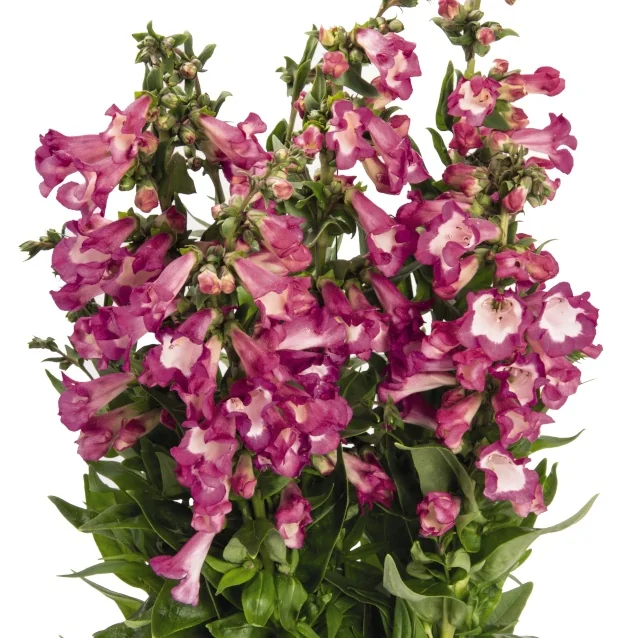 PepTalk Cerise Beardtongue (Penstemon hartwegii 'PepTalk Cerise') displaying dense clusters of magenta-pink tubular flowers with white throats on upright green stems, photographed against a white background to show the plant's full flowering habit and mature bloom structure.