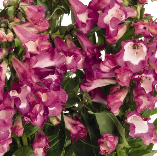 Close-up of PepTalk Cerise Beardtongue (Penstemon hartwegii 'PepTalk Cerise') displaying abundant magenta and white bicolor tubular flowers in full bloom with green foliage, showing the plant's prolific flowering habit.