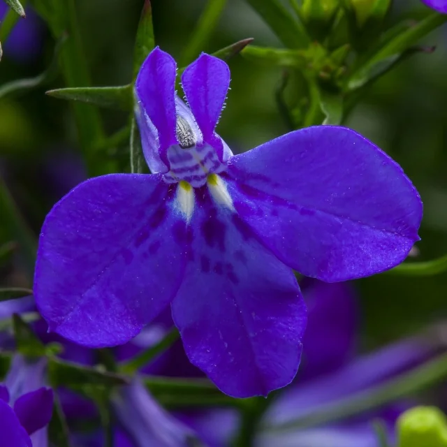 Vibrant cobalt blue flower of Techno® Lobelia (Lobelia erinus Techno® Series) in close-up, showing four rounded petals with distinctive white and purple throat markings, surrounded by green foliage and buds, demonstrating the variety's intense bloom color.