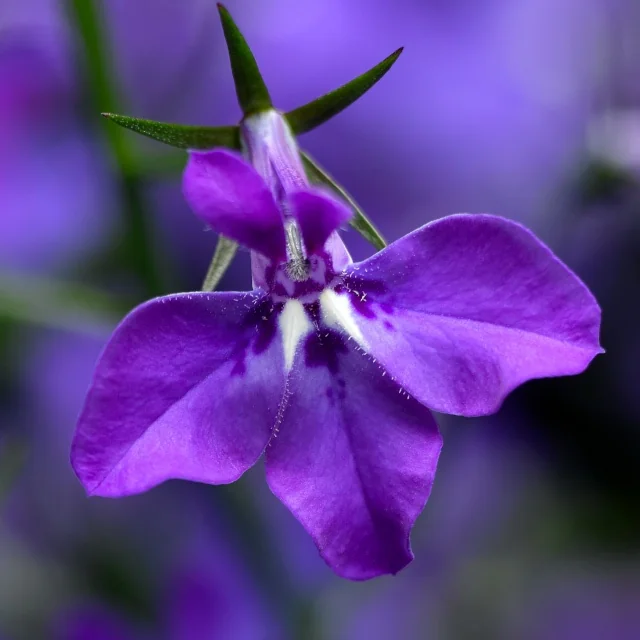 Techno® Lobelia (Lobelia erinus Techno® Series) displays a single vivid blue-violet flower with five broad petals and a white center, supported by three distinctive green sepals, photographed in close-up to showcase the bloom's intricate form and rich color.