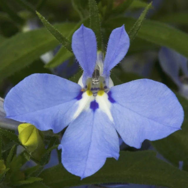 Techno® Lobelia (Lobelia erinus) displaying a single light blue flower with five petals, white and yellow throat markings, and blue upper petals, surrounded by green hairy stems and foliage, shown in close-up to highlight bloom structure and color.