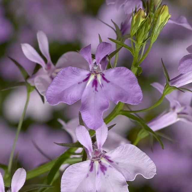 Techno® Lobelia (Lobelia erinus Techno® Series) displays delicate lilac-purple flowers with darker purple markings, shown in close-up with green buds and foliage, demonstrating the variety's compact blooming habit.