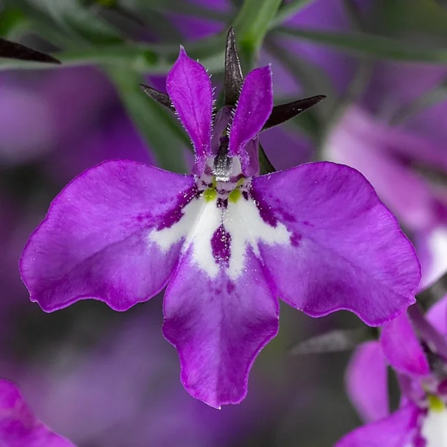 Close-up of Techno Violet Imp. Lobelia (Lobelia erinus) displaying vibrant magenta-purple petals with white throat markings and dark purple buds, demonstrating the variety's distinctive bicolor flower form in full bloom.