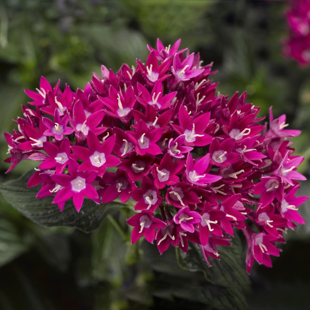 Starcluster Pentas, Pentas lanceolata Starcluster Series