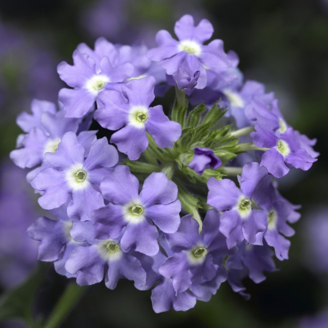 Biancalani 花瓶☆SALE Lanai® Compact Candy Pink | Syngenta Flowers