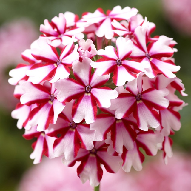 Lanai® Verbena, Verbena Lanai® Series Patented, Monrovia Plant
