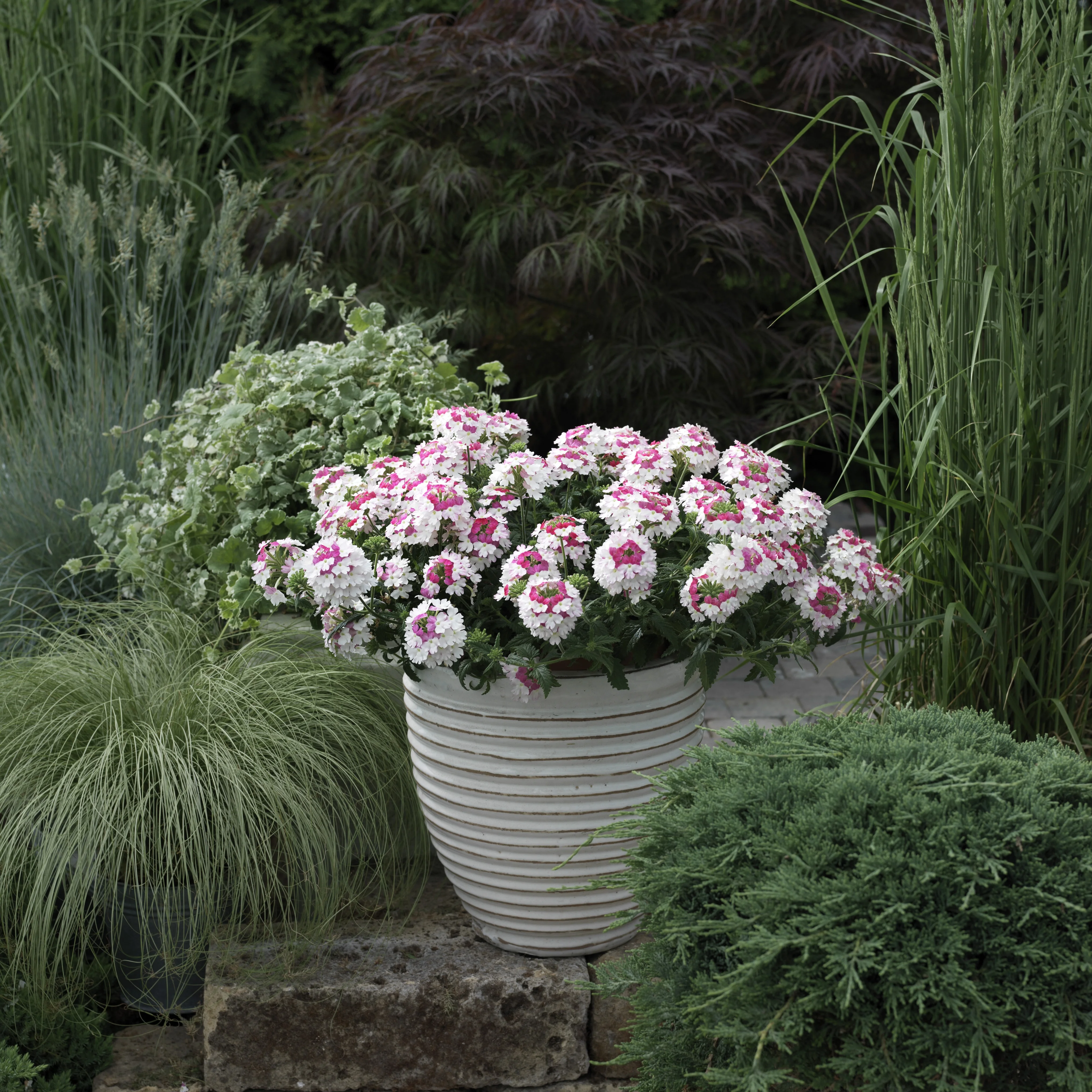 Lanai® Twister™ Verbena, Verbena Lanai® Twister™ Series Patented