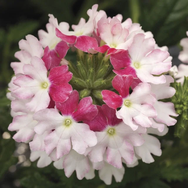 Lanai® Twister™ Verbena, Verbena Lanai® Twister™ Series Patented