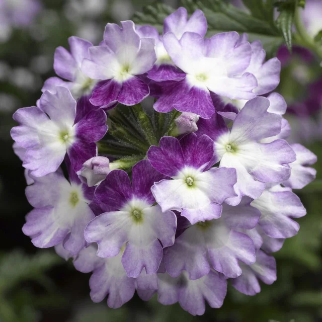 Lanai® Twister™ Verbena, Verbena Lanai® Twister™ Series Patented