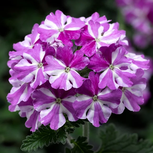 Lanai® Twister™ Verbena, Verbena Lanai® Twister™ Series Patented