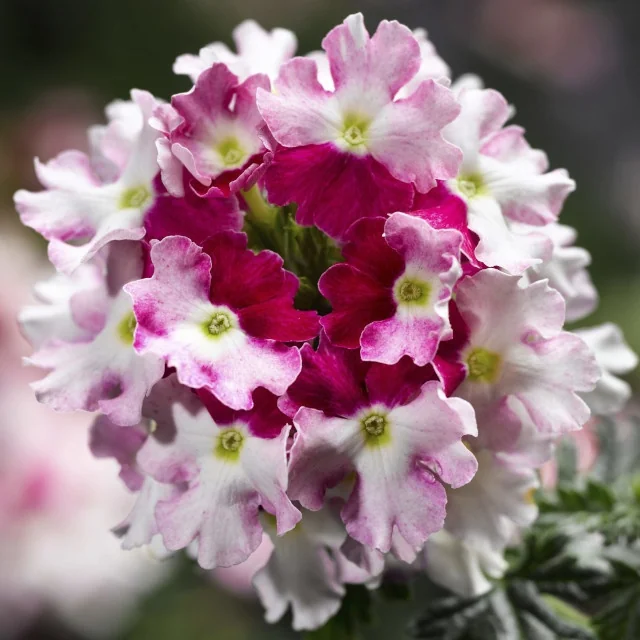 Lanai® Twister™ Verbena, Verbena Lanai® Twister™ Series Patented