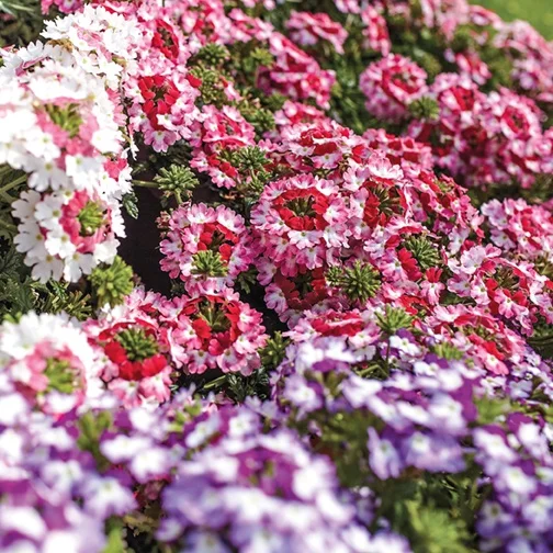 Lanai® Twister™ Verbena, Verbena Lanai® Twister™ Series Patented