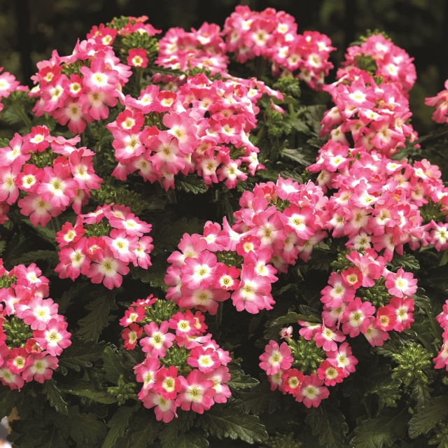 Lanai® Upright Verbena, Verbena Lanai® Upright Series Patented