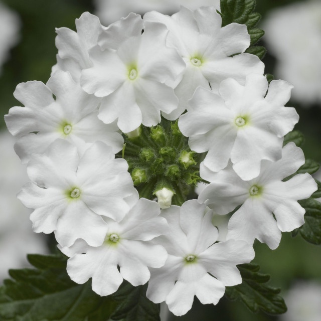 Lanai® Upright Verbena, Verbena Lanai® Upright Series Patented