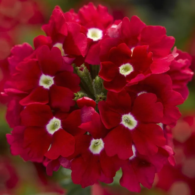 Close-up of Lanai® Upright Verbena (Verbena Lanai® Upright Series) displaying densely clustered bright red flowers with distinctive white and yellow centers, shown in full bloom to showcase the cultivar's vibrant color and compact flower form.
