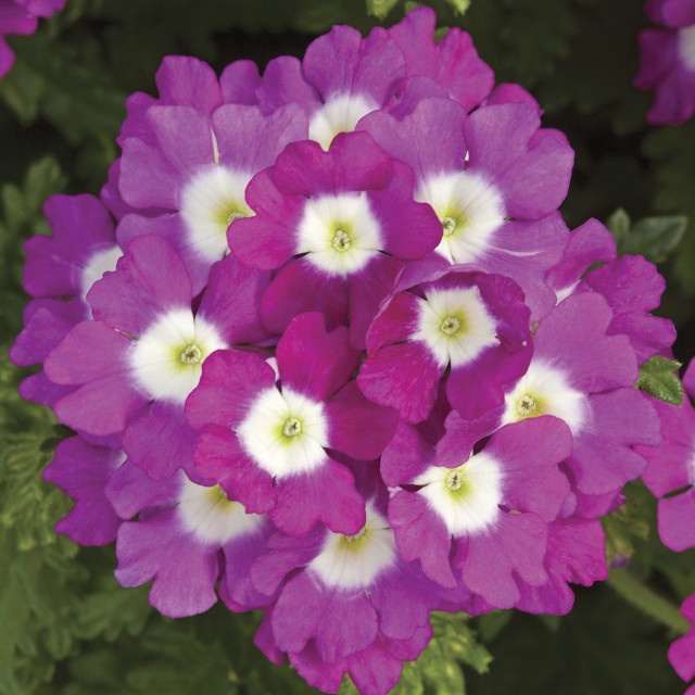 Lanai® Upright Verbena, Verbena Lanai® Upright Series Patented