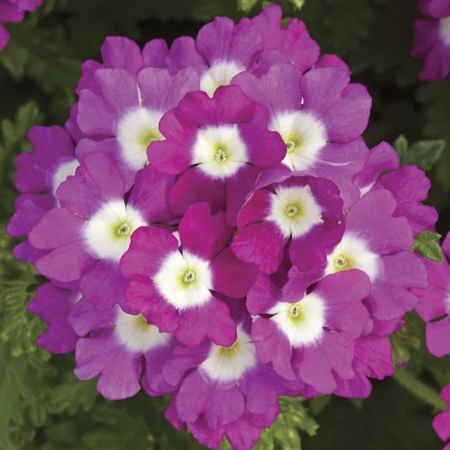 Lanai® Upright Verbena (Verbena Lanai® Upright Series) displays a dense cluster of magenta-purple flowers with distinctive white and pale yellow centers, photographed in close-up to show the variety's prolific blooming habit and bicolor flower pattern.