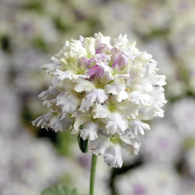 Lanai® Upright Verbena (Verbena Lanai® Upright Series) displays a dense, rounded flower cluster with predominantly white petals and purple-tinged centers on a green stem, shown in close-up to demonstrate the bicolor bloom pattern and full flowering stage.