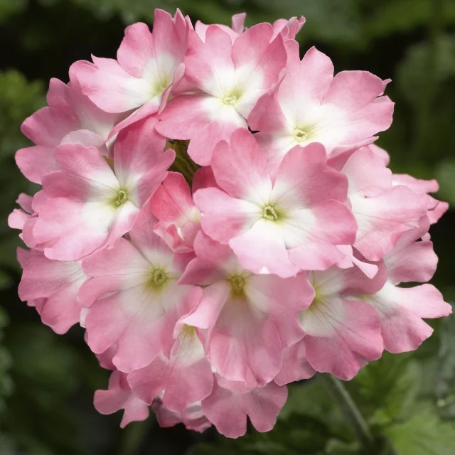 Dense, rounded cluster of Lanai® Upright Verbena flowers in bright pink with white centers, showing full bloom stage. Multiple petals radiate from pale green stamens, demonstrating the variety's prolific flowering habit ideal for garden color impact.