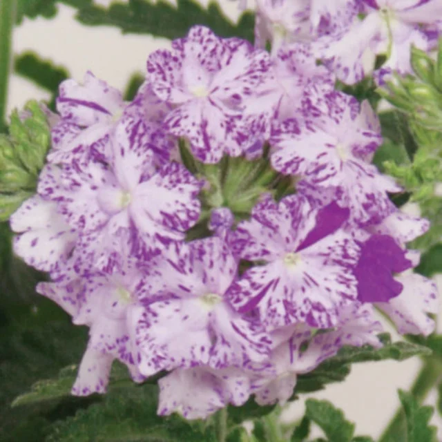 Lanai® Upright Verbena (Verbena Lanai® Upright Series) displaying dense clusters of small, ruffled flowers with white petals heavily streaked and mottled in deep purple. Green foliage visible beneath the blooms. Close-up showing full flowering stage to illustrate bloom color and pattern.
