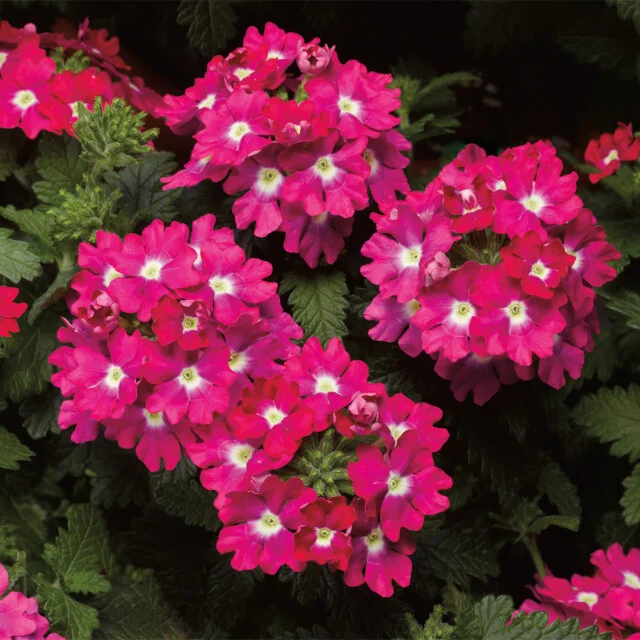 Lanai® Upright Verbena, Verbena Lanai® Upright Series Patented