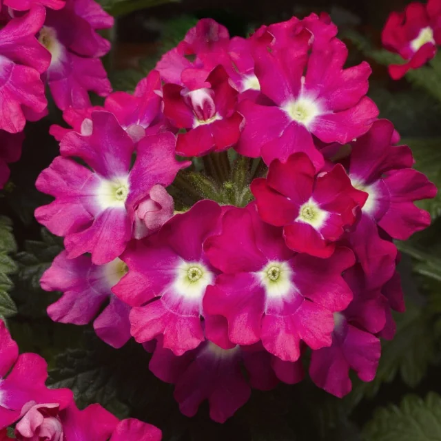 Vibrant magenta Lanai Upright Verbena flowers with distinctive white centers, densely clustered in a rounded flower head. Close-up view showing full bloom and color range, demonstrating the plant's ornamental appeal for garden displays.