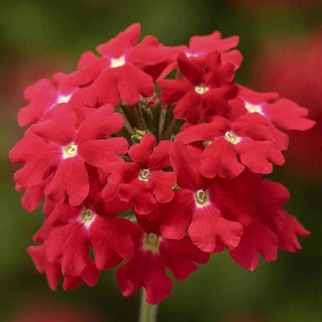 Lanai® Upright Verbena, Verbena Lanai® Upright Series Patented