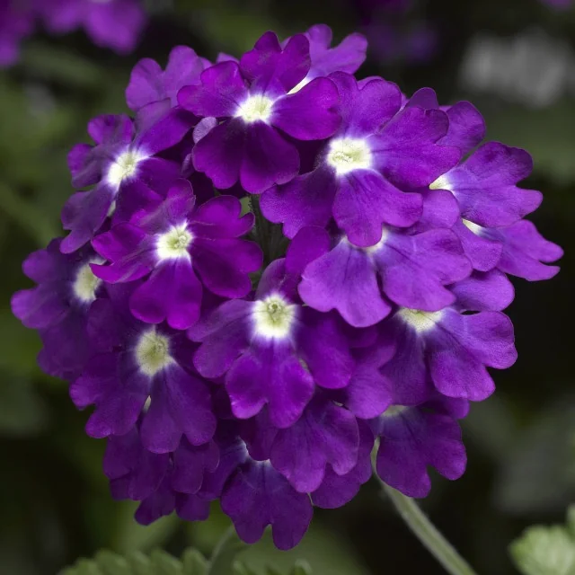 Lanai® Upright Verbena (Verbena Lanai® Upright Series) displays a dense cluster of vibrant purple flowers with distinctive white and yellow centers, photographed at close range to showcase the bloom structure and color intensity of this patented variety.