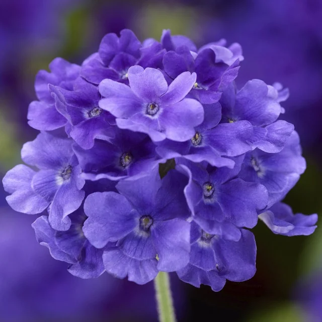 Close-up of Lanai® Upright Verbena (Verbena Lanai® Upright Series) displaying a dense cluster of vibrant purple-blue flowers with visible yellow centers. Multiple small petaled blooms are tightly grouped on a single stem, showing the plant's full flowering stage and compact growth habit.