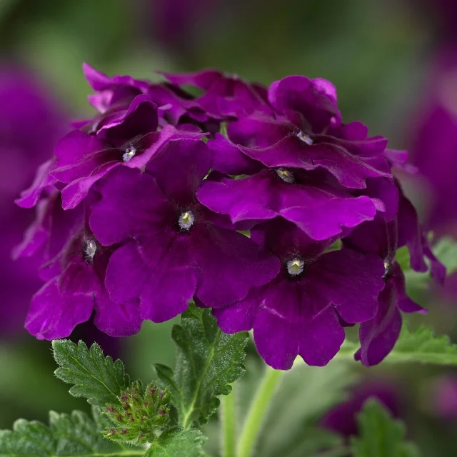Lanai® Upright Verbena (Verbena Lanai® Upright Series) displaying dense clusters of rich purple velvet flowers with pale centers, viewed from above with green textured foliage below, showing full bloom stage to demonstrate flowering abundance.