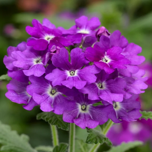 Lanai Upright Verbena with vibrant purple flowers featuring white centers, clustered in dense flower heads above green foliage, photographed at bloom stage to show mature flowering habit.