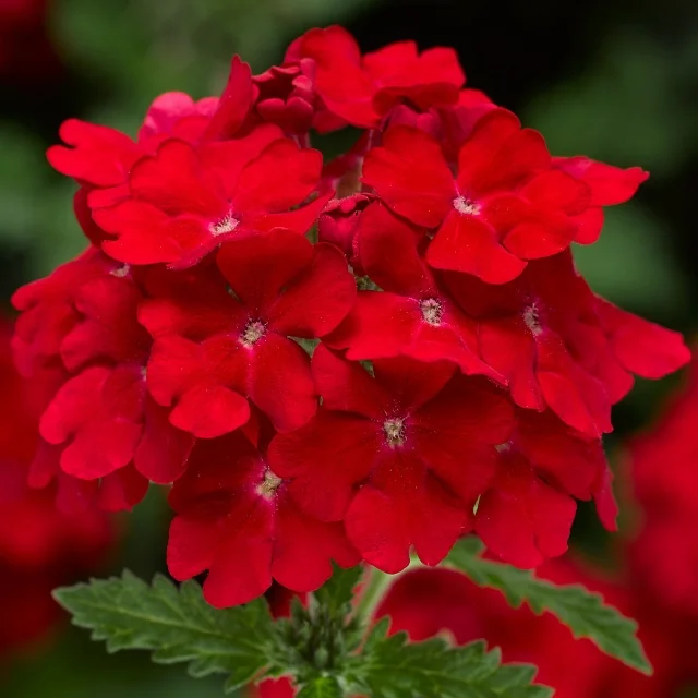 Lanai® Upright Verbena (Verbena Lanai® Upright Series) displays a dense cluster of bright scarlet-red flowers with white centers, photographed in full bloom against a soft green background, showing the compact flowering habit typical of this variety.