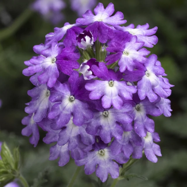 Lanai® Upright Verbena (Verbena Lanai® Upright Series) displays a dense cluster of small purple flowers with white centers, arranged in a compact rounded bloom head, shown in close-up to showcase the flower form and bicolor petal pattern.