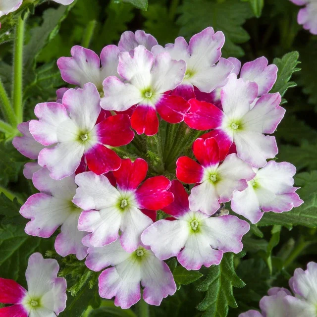 tienhaitranle：フレグランス ワードローブ フォーヒム tienhaitranle様専用：フレグランス ワードローブ フォーヒム - メルカリ