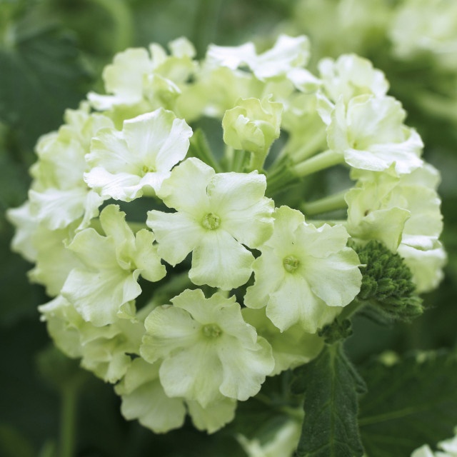 Lanai® Compact Verbena, Verbena Lanai® Compact Series Patented