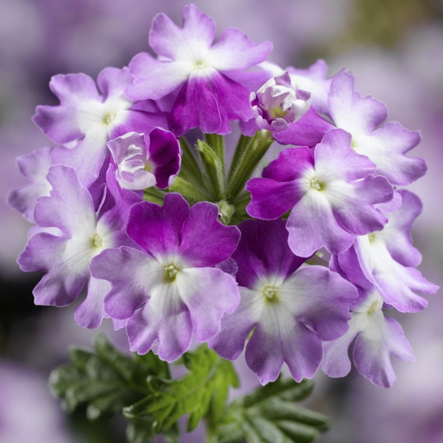 Lanai® Compact Verbena, Verbena Lanai® Compact Series Patented