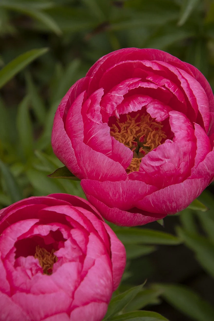 Close-up of Peony 'Cytherea' (Paeonia hybrid) showing fully open magenta-pink double flowers with ruffled petals and golden-yellow stamens visible in the center, with soft green foliage blurred in background, displaying the flower's mature bloom stage.