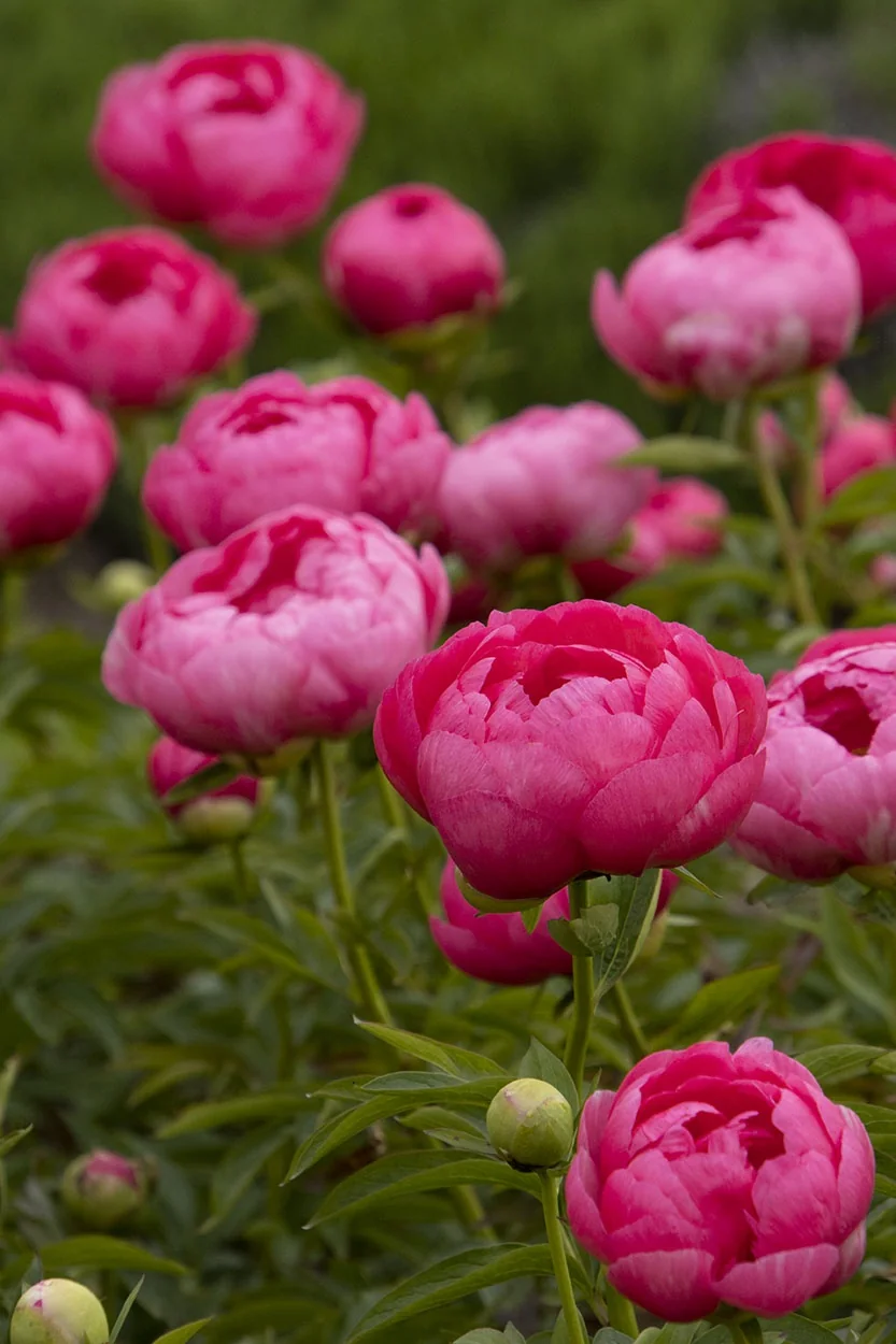 Cytherea peony (Paeonia hybrid 'Cytherea') displaying fully open magenta-pink double flowers with layered petals among green foliage, showing a mature planting in full bloom.