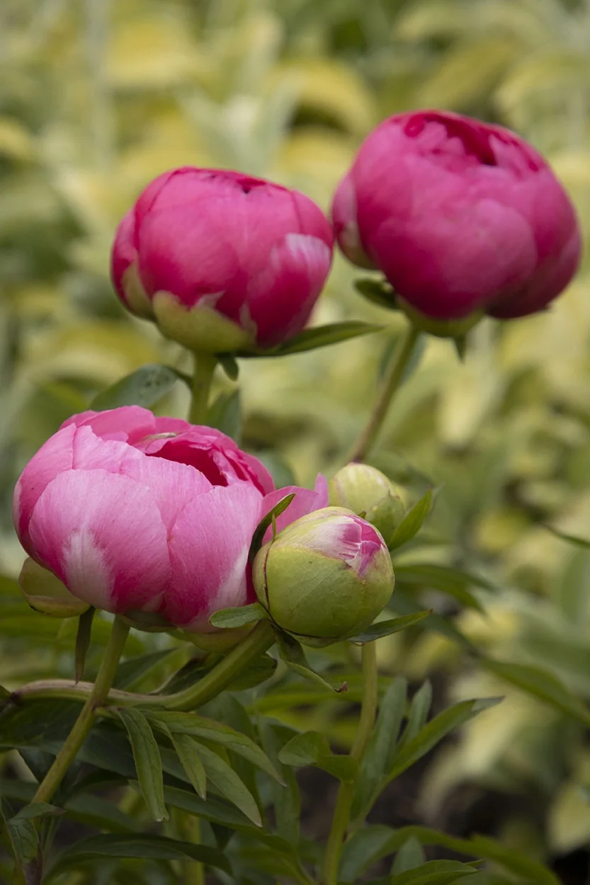 Peony Cytherea displaying full magenta-pink blooms and unopened buds with layered petals on green stems and foliage, showing the plant's flowering progression in a garden setting.