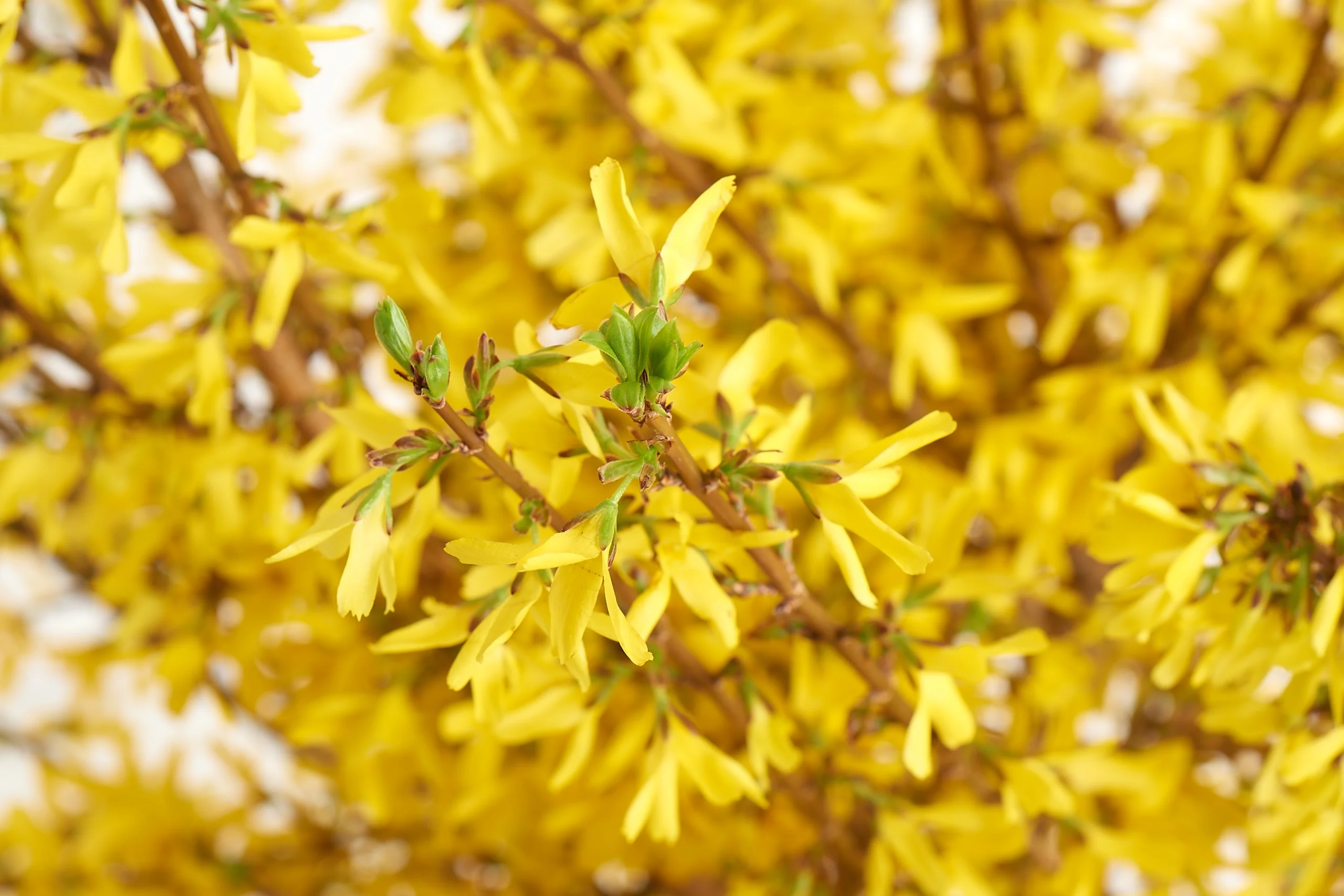 Brandon Friend-Solis