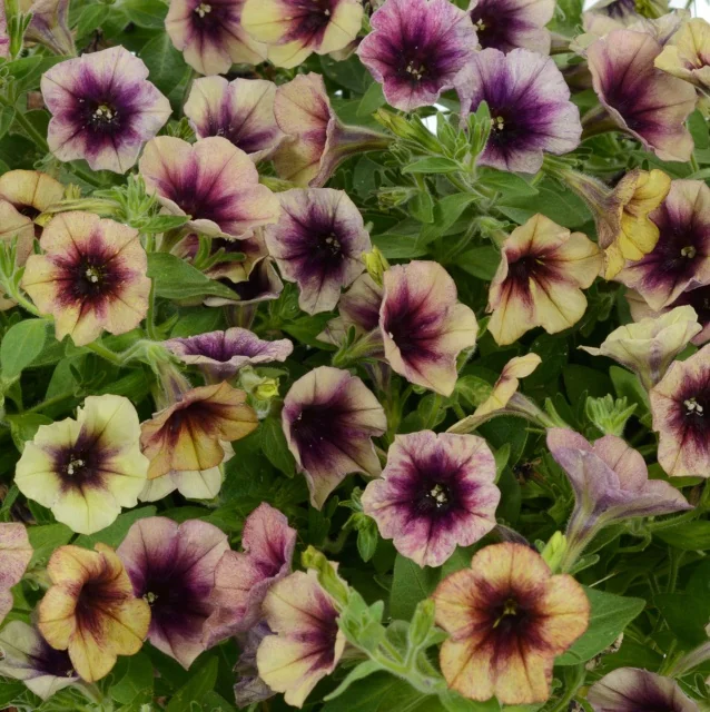 Cascadias™ Petunia 'Autumn Mystery' with cream and pale yellow petals featuring deep burgundy centers and veining, shown in full bloom displaying multiple open flowers nestled among green foliage, demonstrating the variety's abundant flowering habit.