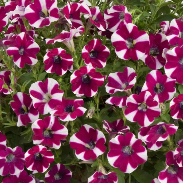 Cascadias™ Petunia (Petunia hybrida Cascadias™ Series) displaying abundant magenta and white bicolor flowers in full bloom, shown at close range to showcase the star-shaped petals and dense flowering habit for garden color impact.